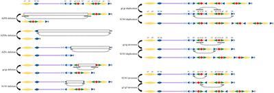 Repetitive DNA Sequences in the Human Y Chromosome and Male Infertility